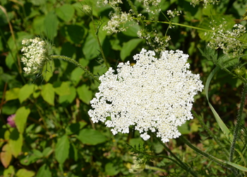 Wilde-Möhre (Daucus carota) - © Bernard Wieser